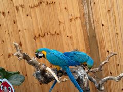 -南宫五洲植物乐园