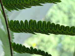 -昆明植物园
