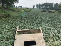 -溱湖国家湿地公园