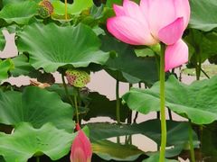 -荷塘月色湿地公园·向阳花洲
