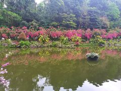 -深圳仙湖植物园