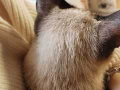 -猫和宫(六道口店)