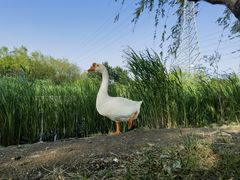 -永定河休闲森林公园