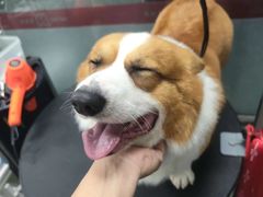 -宠物家(大兴旧宫店)