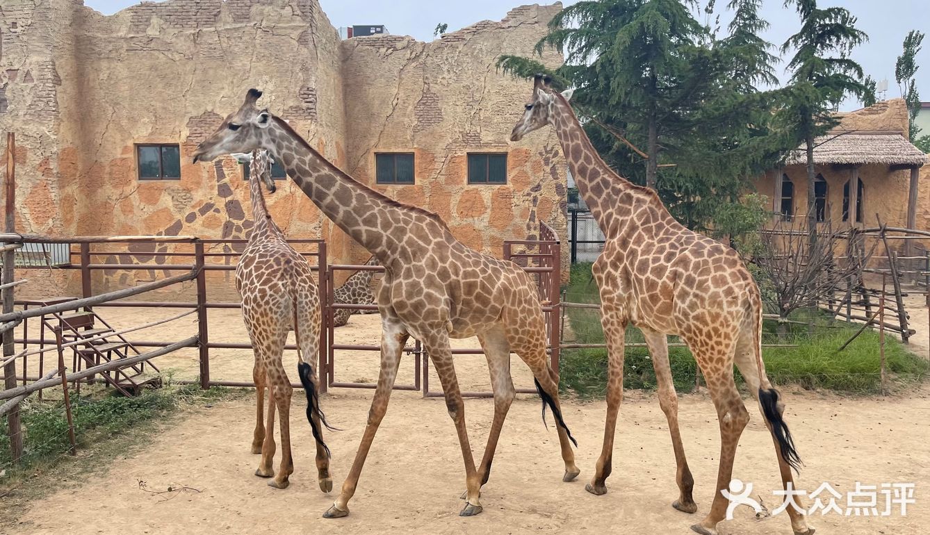 郑州银基动物王国游玩攻略_厦门方特梦幻王国游玩攻略_大连发现王国