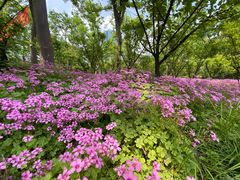 -新虹桥中心花园