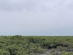 -北海金海湾红树林生态旅游区