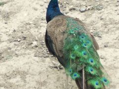 -新疆天山野生动物园