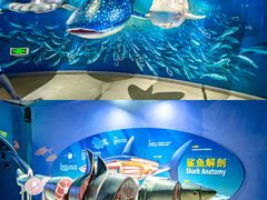 -烟台海昌鲸鲨海洋公园