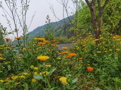 -胖大姐黄辣丁鱼庄(新津店)