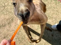 -泉州海丝野生动物世界