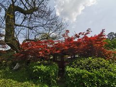 -铁山坪森林公园