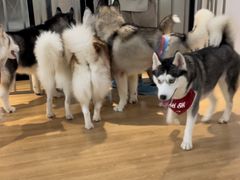 -Husky Go! 哈士奇体验馆·宠物咖啡厅狗咖