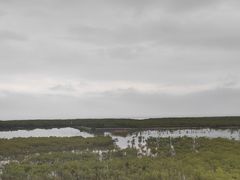 -北海金海湾红树林生态旅游区