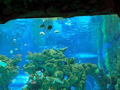 -芜湖新华联大白鲸海洋公园