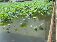 -荔湾湖公园