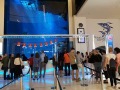-迪拜水族馆及水下动物园