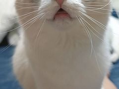 -猫大福·Fortune Cat猫舍(百子湾店)
