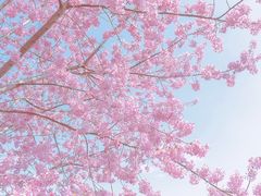 -漫花庄园
