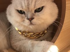 -绒爪撸猫下午茶·猫咖