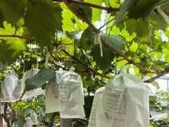 -马陆小张葡萄园农家乐