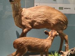 -深圳博物馆历史民俗馆