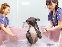 -艾贝尔宠物医院·24H转诊中心·肿瘤猫专科(江宁双龙店)