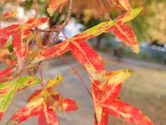 -国家植物园南园