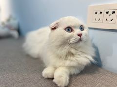 -喵宠乐园·撸猫互动·猫舍