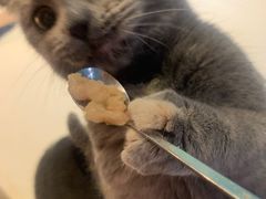 -猫色咖啡·猫咖