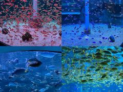 -海合安成都极地海洋公园