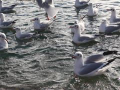 -泸沽湖里格半岛