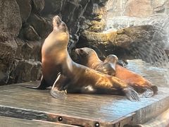 -大阪海游馆