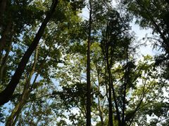 -上海共青森林公园