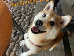 -柴犬高等学院·狗咖·柴犬售卖·宠物训练