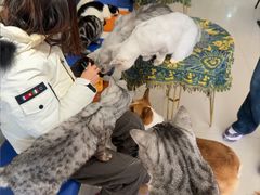 -平行世界·猫咖(首经贸店)