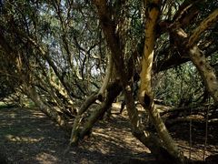 -上海共青森林公园