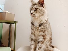 -猫在这儿猫咪咖啡馆·撸猫馆