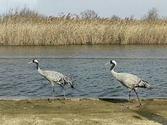-盐城丹顶鹤湿地生态旅游区