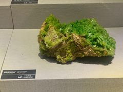 -河南自然博物馆