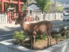 -奈良公园