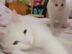 -瑞派·关忠动物医院·猫专科·犬专科(三环新城店)