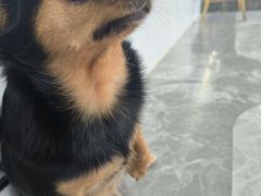 -pd派德宠物中心医院24H急重症·眼科中心·血液透析中心(嵩山北路店)