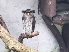 -吉隆坡雀鸟公园