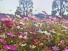 -君悦酒店·1881·北京烤鸭