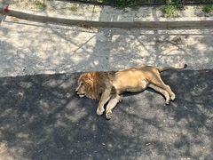 -大连森林动物园