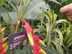 -北京植物园-展览温室
