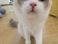 -1013 PET SHOP精品宠物商店(丁香店)