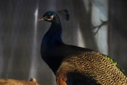 -酷嗒动物文化乐园(cutezoo西溪乐天城店)