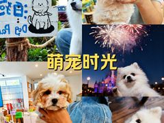 -翊宠yipet猫狗购宠庄园犬舍•猫舍